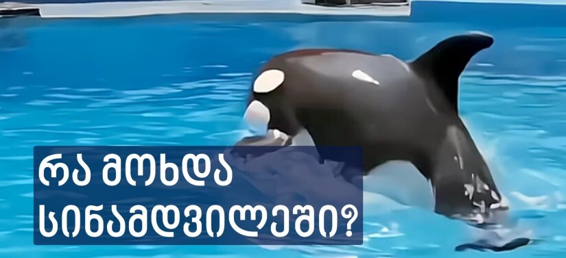 კადრები, რომელიც სოციალურ ქსელში ვირუსულად გავრცელდა – რა მოხდა სინამდვილეში