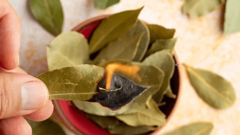 „აიღეთ რვა ცალი დაფნის ფოთოლი, დააწერეთ…“ – მედიუმ ხოსე დეივ კორტეზის რჩევა ფინანსების მოსაზიდად