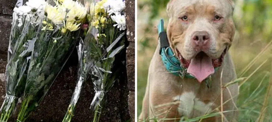 ძაღლმა 9 თვის ჩვილი მოკლა – ბავშვი მამასთან ერთად სტუმრად იმყოფებოდა – შემზარავი ტრაგედიის დეტალები ბრიტანეთიდან